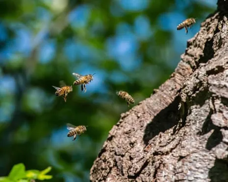 How Saving Honeybees Could Harm Other Bee Species
